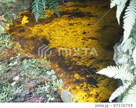 日本各地の水のきれいな洞窟などの池に生息する藻類であるヒカリモ 日本各地の水のきれいな洞窟などの池に生息する藻類であるヒカリモ 97220759