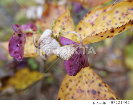 晩秋の穏やかな日、収穫の時期はとうに終わり冬の近いことを感じさせる。枯れたアジサイが美しかった。 97221446