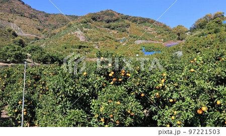 みかん山・有田みかん(和歌山県有田市) みかん山・有田みかん(和歌山県有田市) 97221503