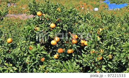 みかん山・有田みかん(和歌山県有田市) みかん山・有田みかん(和歌山県有田市) 97221533
