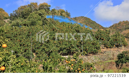 みかん山・有田みかん(和歌山県有田市) みかん山・有田みかん(和歌山県有田市) 97221539