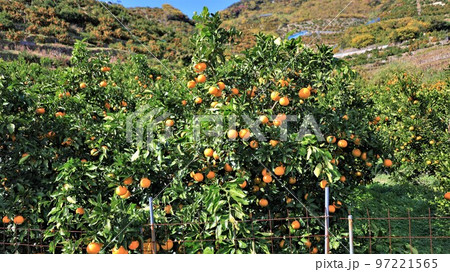 みかん山・有田みかん（和歌山県有田市） 97221565