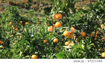 みかんの木・有田みかん(和歌山県有田市) みかんの木・有田みかん(和歌山県有田市) 97221566