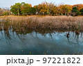 福岡市南区の鹿助公園の晩秋、紅葉、すすき 97221822