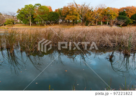 福岡市南区の鹿助公園の晩秋、紅葉、すすき 97221822