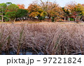 福岡市南区の鹿助公園の晩秋、紅葉、すすき 97221824