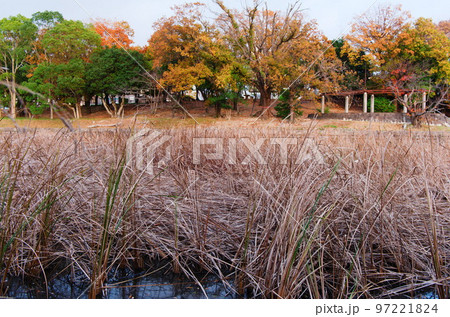福岡市南区の鹿助公園の晩秋、紅葉、すすき 福岡市南区の鹿助公園の晩秋、紅葉、すすき 97221824