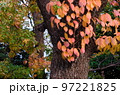 福岡市南区の鹿助公園の晩秋、紅葉、すすき 97221825