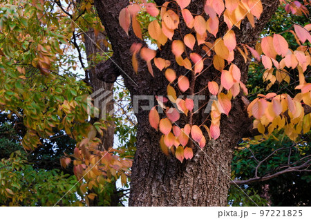 福岡市南区の鹿助公園の晩秋、紅葉、すすき 福岡市南区の鹿助公園の晩秋、紅葉、すすき 97221825
