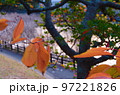 福岡市南区の鹿助公園の晩秋、紅葉、すすき 97221826