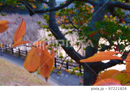 福岡市南区の鹿助公園の晩秋、紅葉、すすき 福岡市南区の鹿助公園の晩秋、紅葉、すすき 97221826
