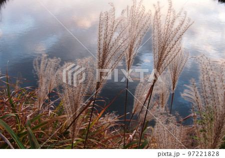 福岡市南区の鹿助公園の晩秋、紅葉、すすき 福岡市南区の鹿助公園の晩秋、紅葉、すすき 97221828