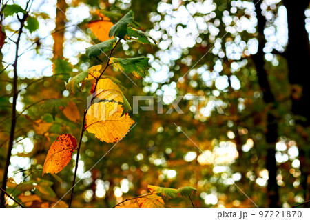 Golden orange branch of autumn among green foliage Golden orange branch of autumn among green foliage 97221870