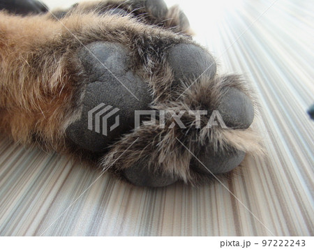 Shepherd german puppy posed in home. Paw German shepherd . Close up. Selective focus. 97222243