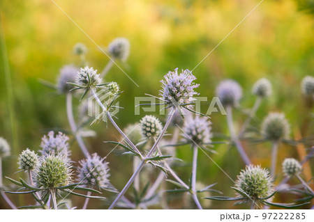 Beautiful inflorescences of Echinops close-up on a green background in the rays of the setting sun. 97222285