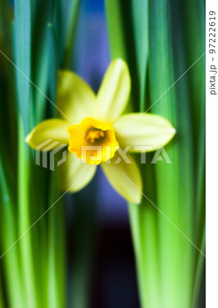 Yellow Narcissus flower Yellow Narcissus flower 97222619