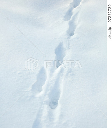 Animal paw prints on the snow 97222720