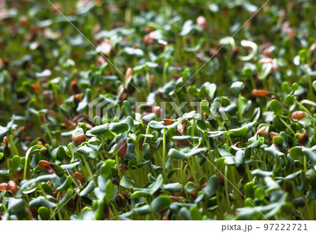 Sprouting of the seeds (linseeds)の写真素材 [97222721] - PIXTA