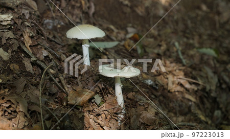 ドクツルタケ ドクツルタケ 97223013