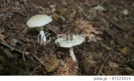 ドクツルタケ 97223014