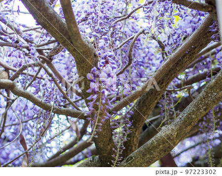 満開のフジの木 97223302