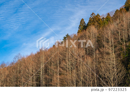 青空と杉林　辰野町 97223325