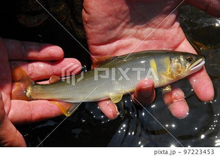 鮎 釣り 鮎 釣り 97223453