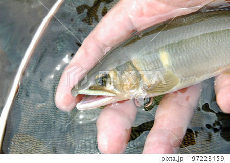 鮎　釣り 97223459