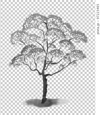 一棵樹的單色插圖（墨水手繪插圖） 97223465