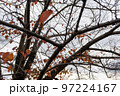 秋の終わり 97224167