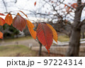秋　Autumn 97224314