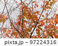 紅葉　秋 97224316