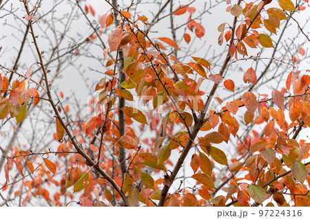 紅葉 秋 紅葉 秋 97224316