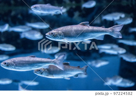 泳ぐギンザケ 泳ぐギンザケ 97224582