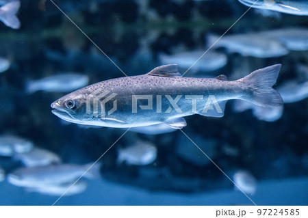 泳ぐギンザケ 泳ぐギンザケ 97224585