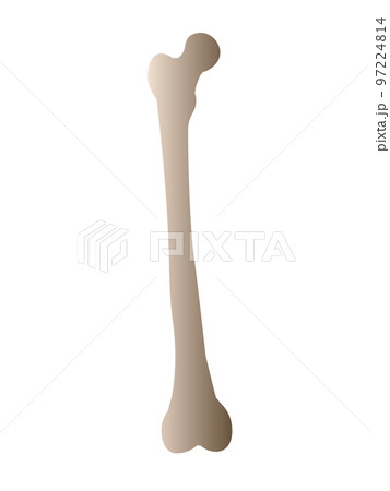 人間の大腿骨(Femur Bone) 97224814