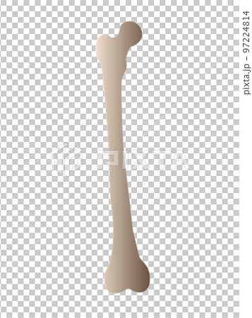 人間の大腿骨(Femur Bone) 97224814