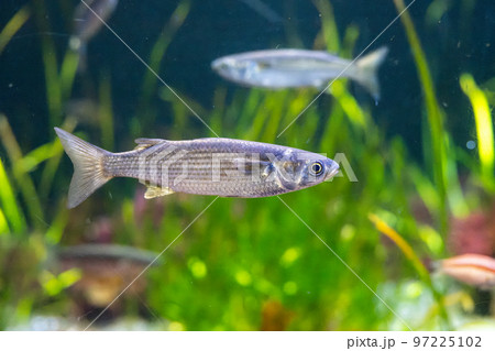 泳ぐボラ 泳ぐボラ 97225102