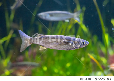 泳ぐボラ 泳ぐボラ 97225103