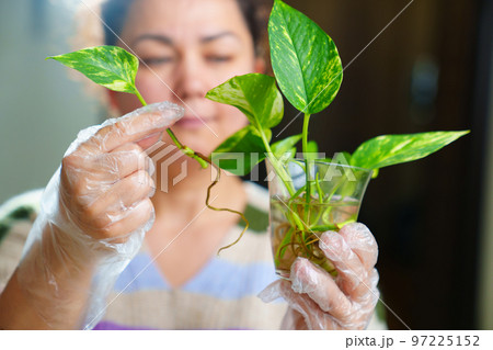 a woman is engaged in rooting and growing indoor plants. Scindapsus golden. 97225152