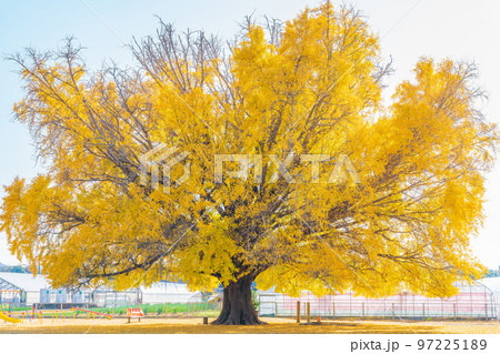 黄葉する大和の大いちょう〈愛知県豊川市〉 黄葉する大和の大いちょう〈愛知県豊川市〉 97225189