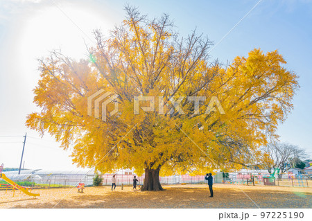 黄葉する大和の大いちょう〈愛知県豊川市〉 黄葉する大和の大いちょう〈愛知県豊川市〉 97225190