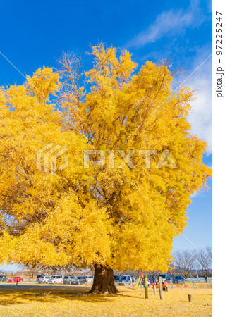 黄葉する大和の大いちょう〈愛知県豊川市〉 97225247