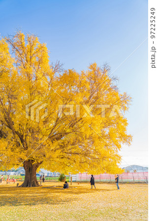 黄葉する大和の大いちょう〈愛知県豊川市〉 97225249