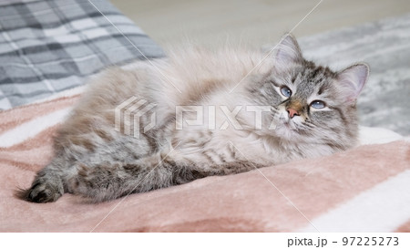 Portrait of beautiful cat resting on sofa indoors and looking ahead. 97225273