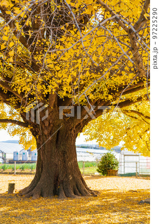 黄葉する大和の大いちょう〈愛知県豊川市〉 97225290