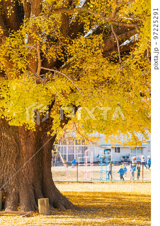 黄葉する大和の大いちょう〈愛知県豊川市〉 黄葉する大和の大いちょう〈愛知県豊川市〉 97225291