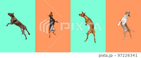 Big and small dogs jumping, playing, flying. Cute doggies or pets are looking happy isolated on colorful background. Collage Big and small dogs jumping, playing, flying. Cute doggies or pets are looking happy isolated on colorful background. Collage 97226341