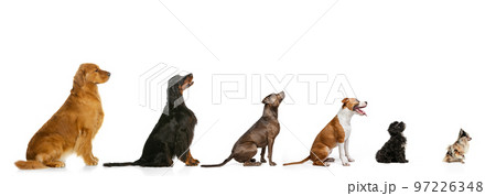 Group of different breeds dogs sitting in a row for each other in growth isolated on white background. Profile view. Diversity. Animal life, care, vet, grooming. Collage 97226348