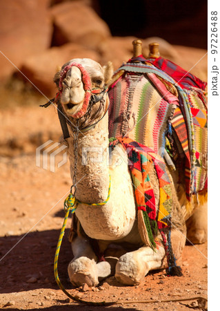 Camel smiling, close-up portrait, Jordan Camel smiling, close-up portrait, Jordan 97226488